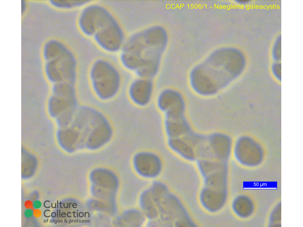 Naegleria galeacystis