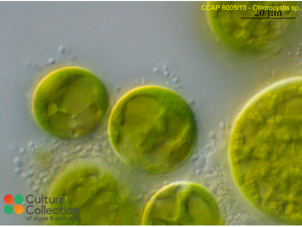 Chlorocystis john-westii