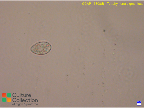 Tetrahymena pigmentosa