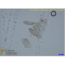 Paramecium aurelia  (sp. of complex)