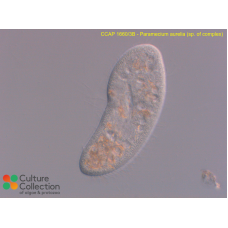 Paramecium aurelia  (sp. of complex)