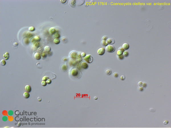 Coenocystis oleifera var. antarctica