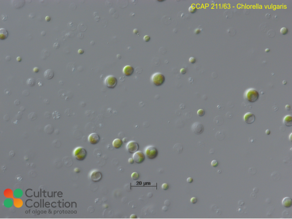 Chlorella vulgaris