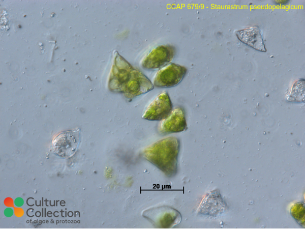 Staurastrum pseudopelagicum