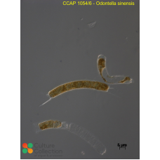 Odontella sinensis