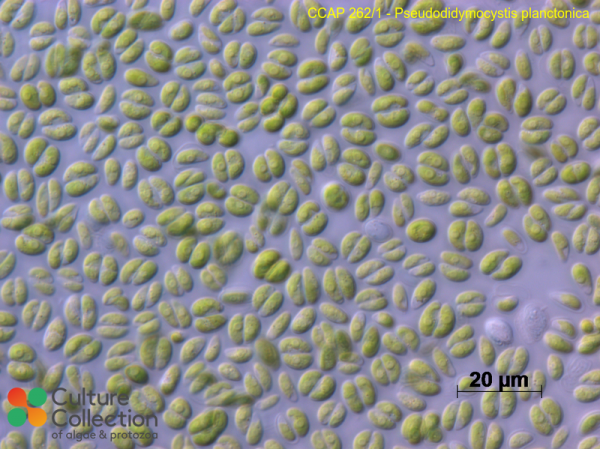 Pseudodidymocystis planctonica