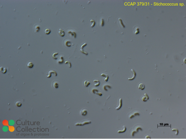 Stichococcus sp.