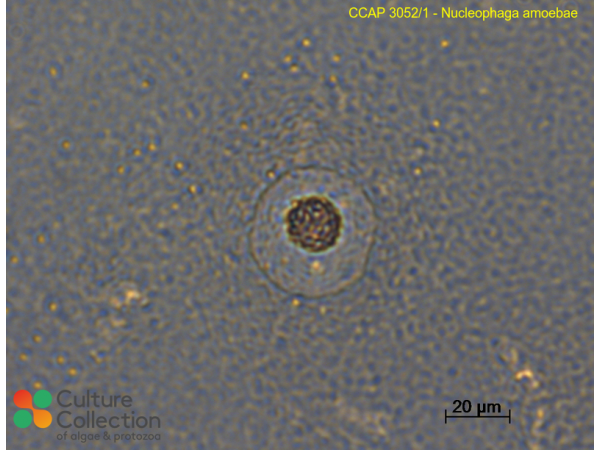 Nucleophaga amoebae
