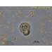 Nucleophaga amoebae