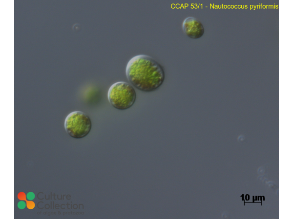 Nautococcus pyriformis