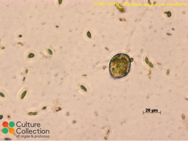 Rhizaspis rugosus var. transforma