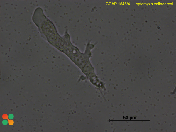Leptomyxa valladaresi
