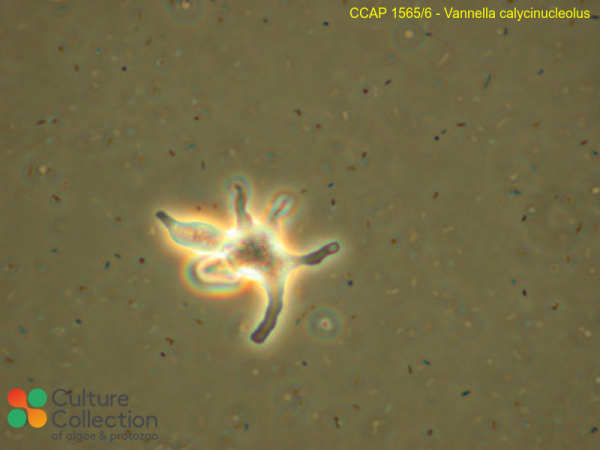 Vannella calycinucleolus