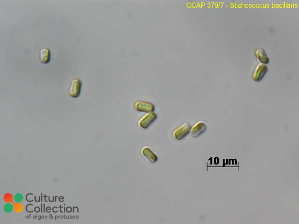 Stichococcus bacillaris
