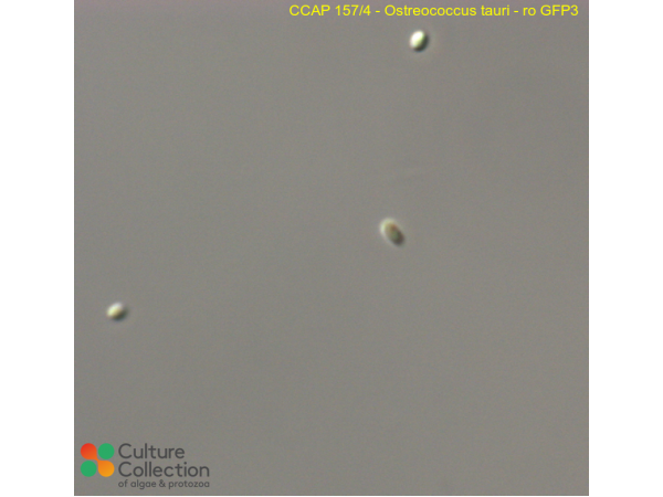 Ostreococcus tauri  - ro GFP3