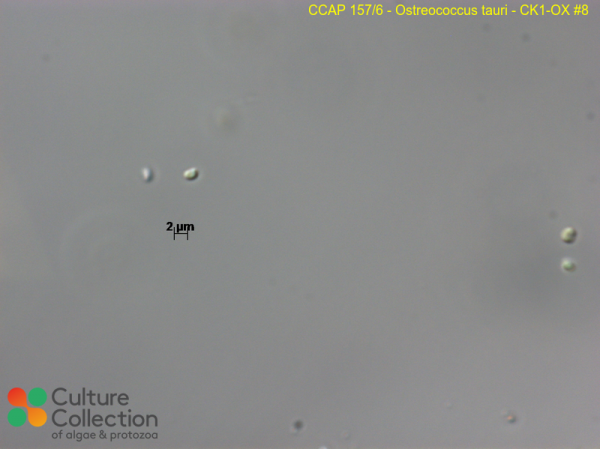 Ostreococcus tauri  - CK1-OX #8