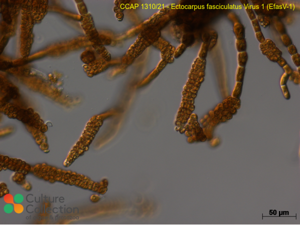 Ectocarpus fasciculatus  Virus 1 (EfasV-1)