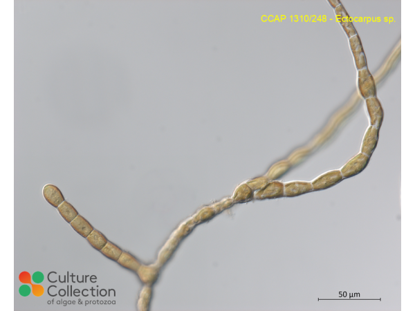 Ectocarpus sp.