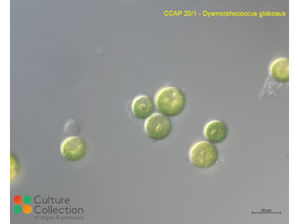 Dysmorphococcus globosus