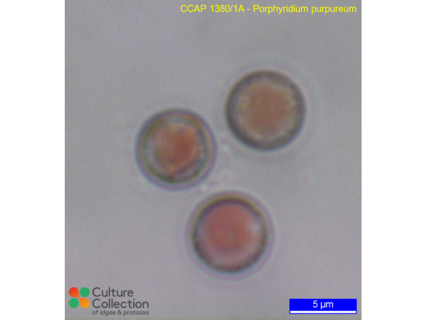 Porphyridium purpureum