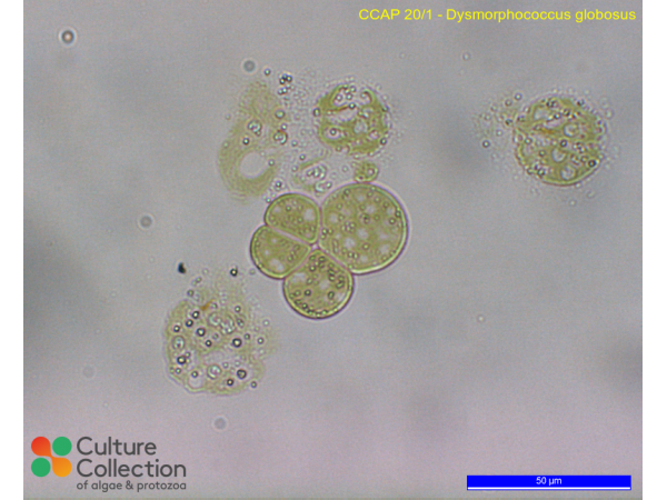 Dysmorphococcus globosus